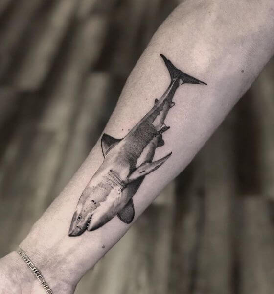 Realistic Shark Tattoo on Arm