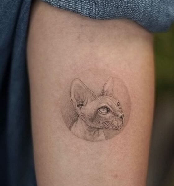 Sphynx Cat Tattoo 