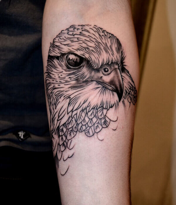 Falcon or Hawk
